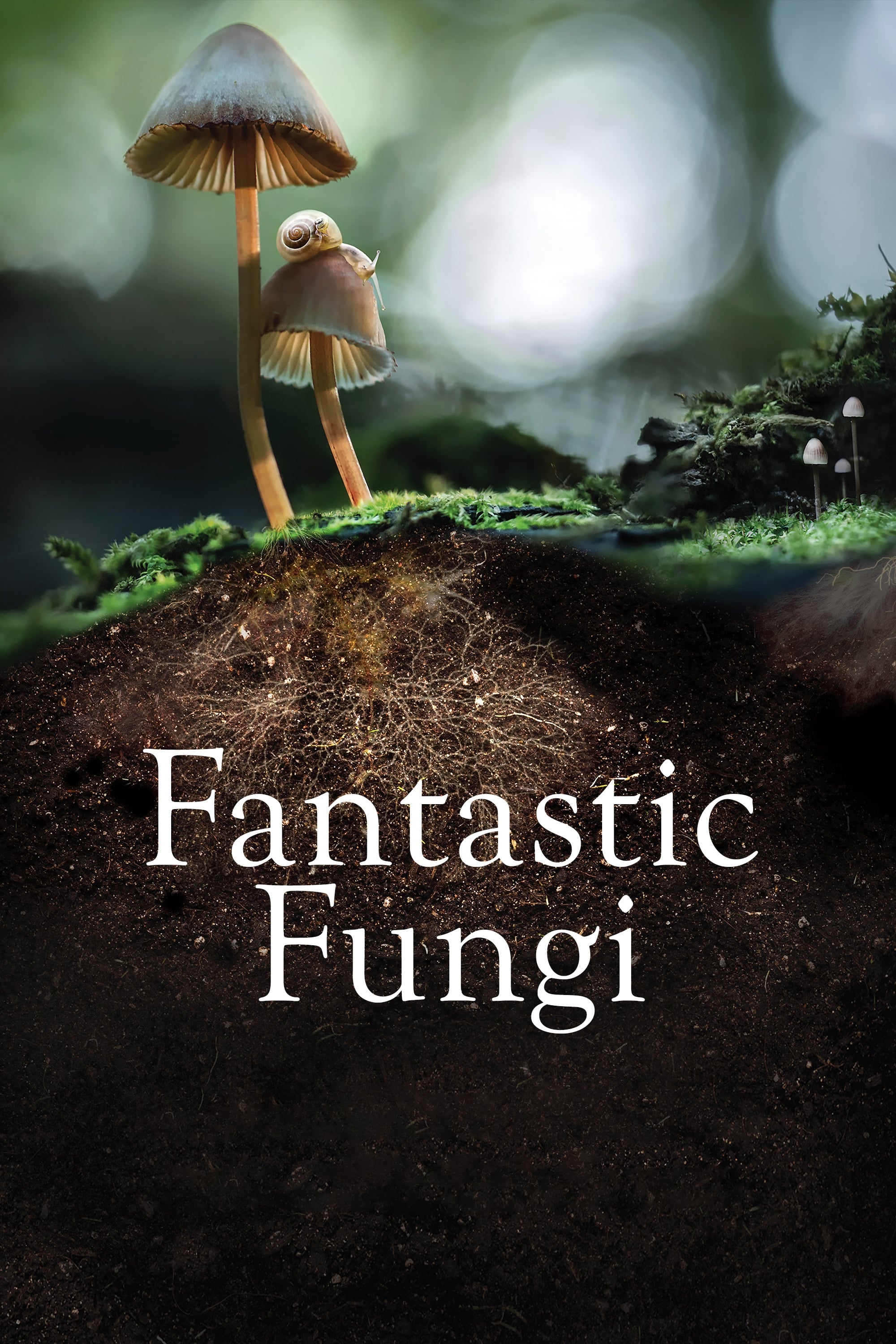 Sự Kỳ Diệu Của Nấm - Fantastic Fungi (2019)